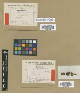 Aongstroemia pusilla Hampe [type]