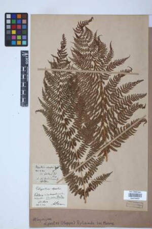 Athyrium alpestre (Hoppe) Rylands