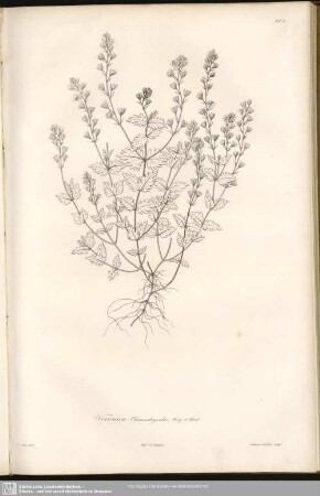 Veronica Chamaedryoides. Bory et Chaub