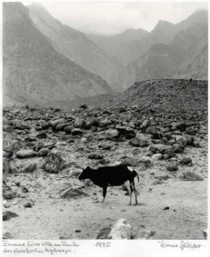 Einsame, dürre Kuh am Rande des Karakoram Highway