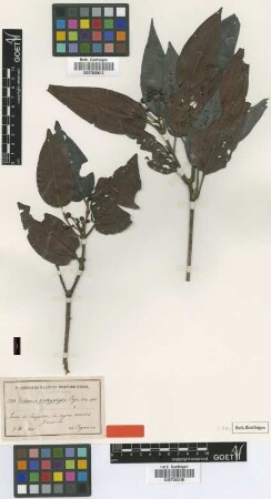 Miconia pachyphylla Cogn.