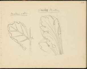 Skizzenbuch 2: Ornamentstudien, Akanthus mollis und römischer Akanthus