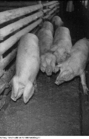 Landwirtschaft, Januar - März 1955