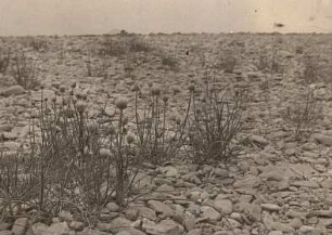 Deutschland. Schnittlauch (Allium schoenoprasum) auf Elbschotter