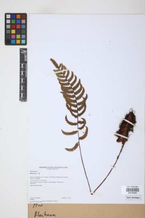 Blechnum