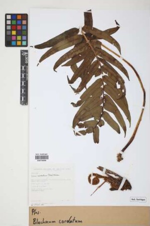 Blechnum cordatum (Desv.) Hieron.