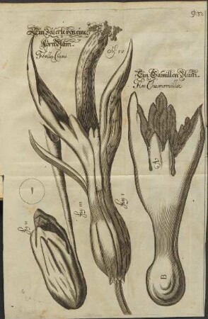 Illustration 17: obs. IV. fig. II; fig. III; fig. I.
