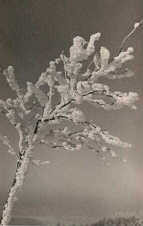 Schneebehangenes Bäumchen
