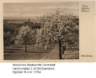 Darmstadt-Eberstadt, Blick über blühende Obstbäume auf Eberstadt