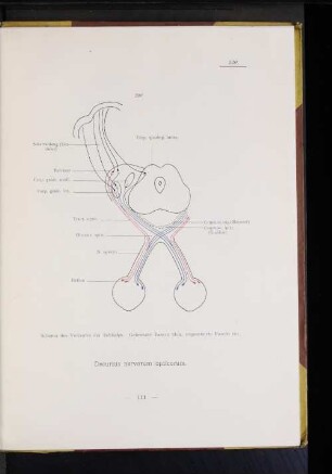 Decursus nervorum opticorum.