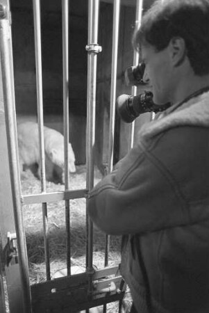 Drehaufnahmen des Süddeutschen Rundfunks von den Eisbärenjungen im Karlsruher Zoo für die Sendung "Abendschau"