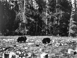 Zwei Bären : Zwei Bären im Yellowstone-Nationalpark.