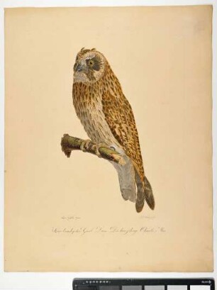 Strix brachyotos. Gmel. Linn. Die kurzöhrige Ohreule. Mas. - Sumpfohreule. Asio flammeus; mas. - Zeichner: Ambrosius Gabler; Stecher: Johann Carl Bock