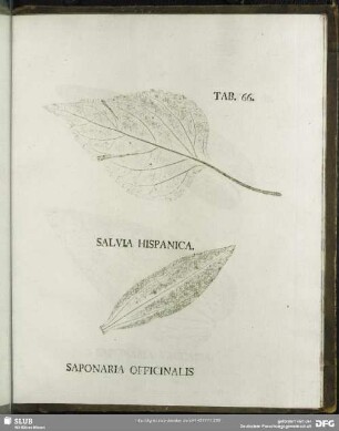 Tab. 66. Salvia Hispanica. (Spanischer Salbei) - Saponaria Officinalis (Seifenkraut)