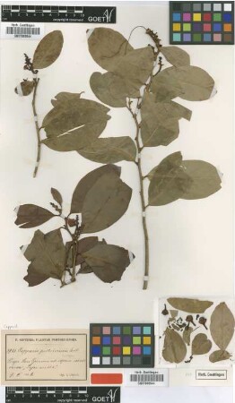 Capparis portoricensis Urb. [type]