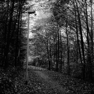 Kurpark: Weg mit Blättern: vorn rechts beschädigte Straßenlampe: rechts und links Bäume