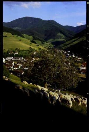 Münstertal, Untermünstertal: Belchen mit Schafherde