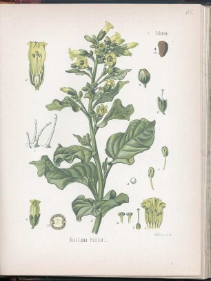 Bauerntabak, Veilchentabak, brasilianischer, asiatischer, türkischer, mexikanischer Tabak. Familie: Solaneae. Gattung: Nicotiana L. Farbtaf. 69 aus: Köhler's Medizinal-Pflanzen in naturgetreuen Abbildungen mit kurz erläuterndem Texte - Band 2 : ([circa] 1890) . Dresden: SLUB 2038 05040 002 001