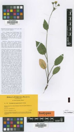 Hieracium boreoapenninum Gottschl. [isotype]