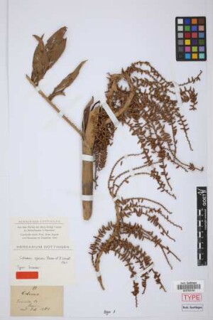 Calamus opacus G.Mann & H.Wendl., nom. illeg.[type]