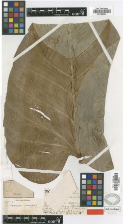 Philodendron clementis Wright ex Griseb. [type]