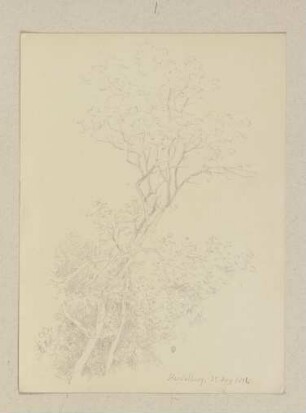 Junger Baum