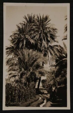 Ansichtskarte von Wassermanns an Hofmannsthal mit Palmen in Ägypten