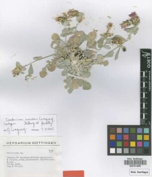 Centaurea sp.
