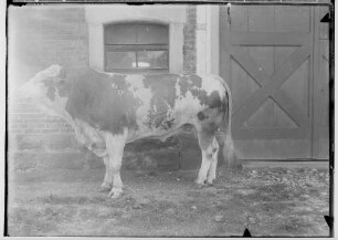 Landwirtschaftskammer Sigmaringen 1934 - Tieraufnahmen Stier