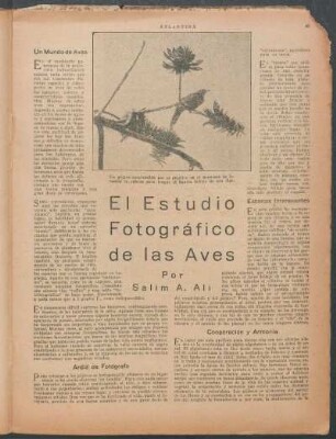 El estudio fotográfico de las aves