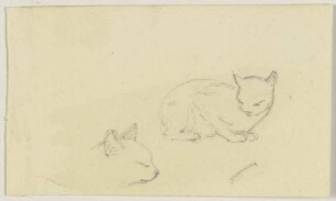 Studienblatt: Katze
