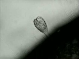 Parasiten und Räuber von Ephelota gemmipara