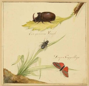 Nashornkäfer, Biene und Schmetterling