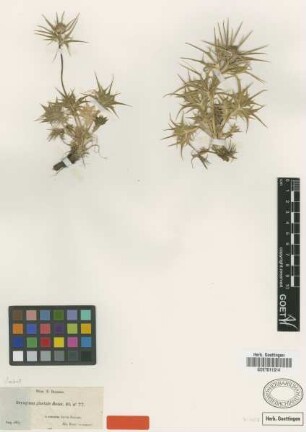 Eryngium glaciale Boiss. [isotype]