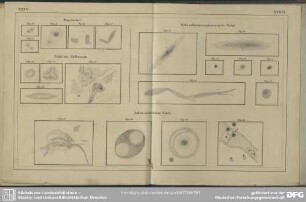 Tafel XXXV. und XXXVI. Nebel. Fig. 43-47. Doppelnebel; Fig. 48-51. Nebel mit Oeffnungen; Fig. 52-58. Nicht auflösbare und planetarische Nebel; Fig. 59-62. Andere merkwürdige Nebel