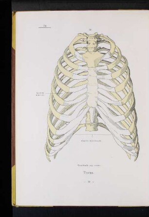 Thorax.