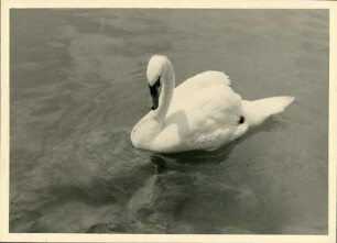 Lac de Neuchâtel