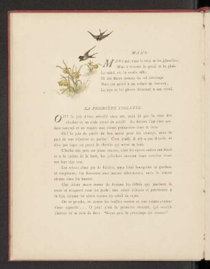 La première violette.