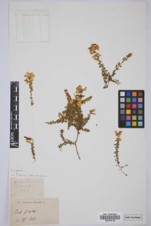 Genista canariensis L.