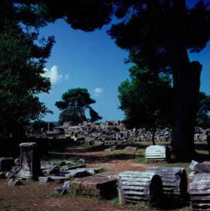 Olympia, Altis. Blick von der Echohalle (Ostabschluss der Altis) auf den Zeus-Tempel, von Nordosten