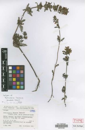 Pedicularis lhasana Yamazaki [isotype]