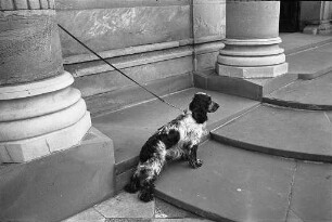 Haustier Hund