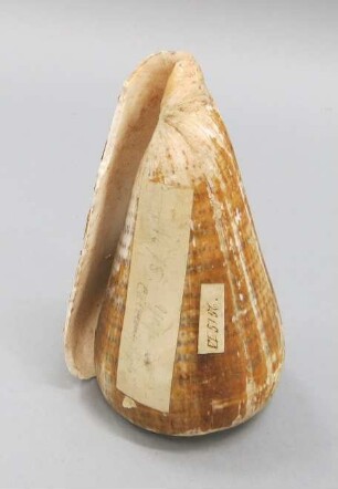 Schneckengehäuse (Rohmaterial für Armringe)