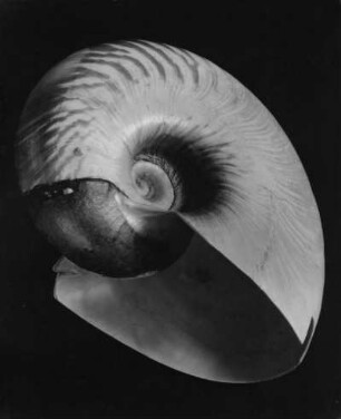 Nautilus umbilicatus List., Salomonen