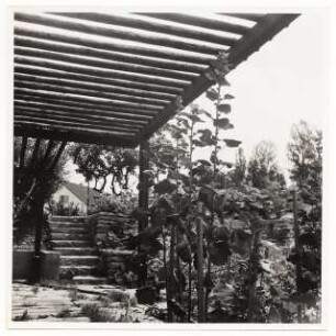Reichsgartenschau 1939 auf dem Killesberg, Stuttgart: Pergola mit Stockrosen, Steinstufen Trockenmauern