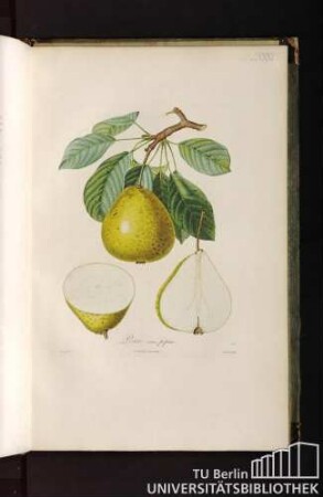 Pl. LXXXI. Poire sans pépin.