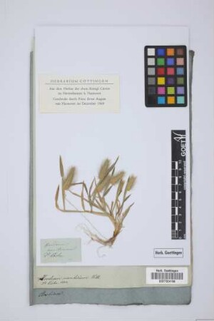 Hordeum maritimum With.