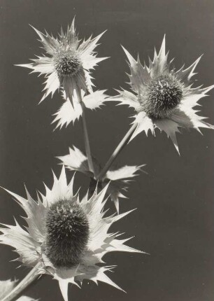 Stranddistel (Eryngium maritimum). Sproß mit drei Blüten