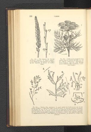 Fig. 346. - Epi composé du froment (Triticum vulgare):