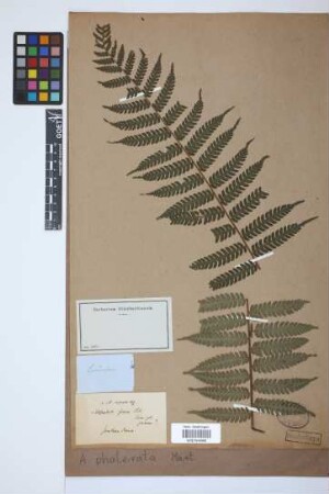 Alsophila phalerata Mart.